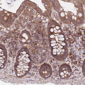 Anti-MFNG antibody produced in rabbit 