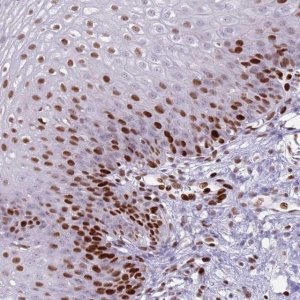 Anti-MFSD10 antibody produced in rabbit 