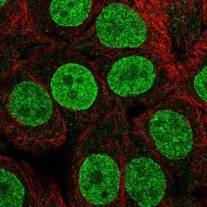Anti-MFSD10 antibody produced in rabbit 