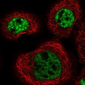 Anti-MFSD11 antibody produced in rabbit HPA022001-100UL