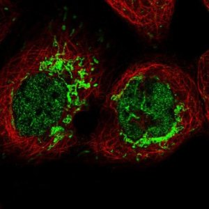 Anti-MFSD12 antibody produced in rabbit 