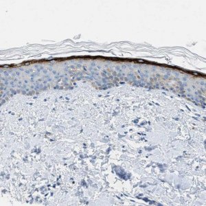 Anti-MFSD13A antibody produced in rabbit HPA018031-100UL