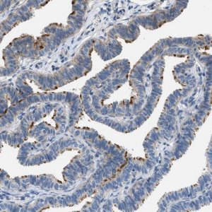 Anti-MFSD13A antibody produced in rabbit HPA018031-100UL