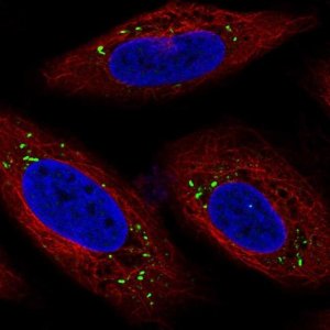 Anti-MFSD14A antibody produced in rabbit 