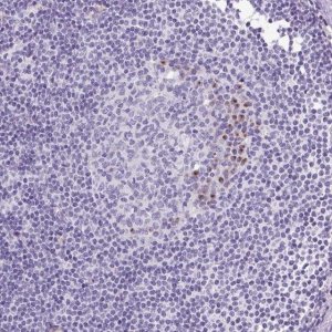 Anti-MFSD3 antibody produced in rabbit 