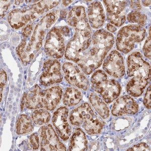 Anti-MFSD7 antibody produced in rabbit 