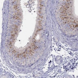 Anti-MGAT4C antibody produced in rabbit 