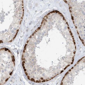 Anti-MGEA5 antibody produced in rabbit 