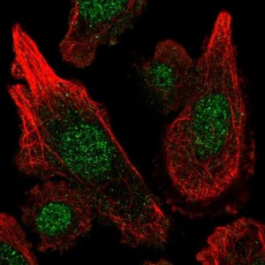 Anti-MGST3 antibody produced in rabbit 