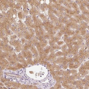 Anti-MIA2 antibody produced in rabbit 