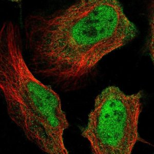 Anti-MICAL3 antibody produced in rabbit 