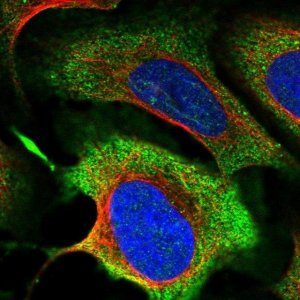 Anti-MICALCL antibody produced in rabbit 