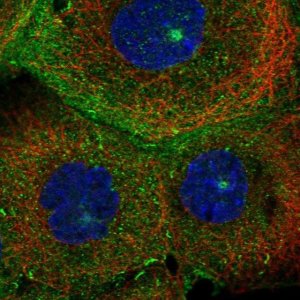 Anti-MICALL1 antibody produced in rabbit 
