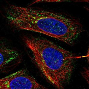 Anti-MICB antibody produced in rabbit 