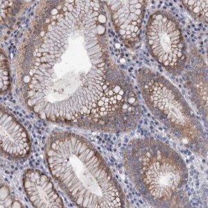 Anti-MID1IP1 antibody produced in rabbit 