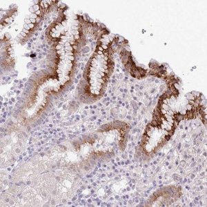 Anti-MIDN antibody produced in rabbit 
