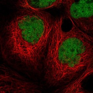 Anti-MIER1 antibody produced in rabbit 