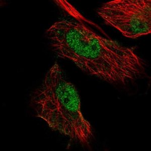 Anti-MIER3 antibody produced in rabbit 