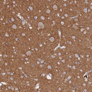 Anti-MIGA2 antibody produced in rabbit 
