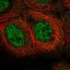 Anti-MINDY1 antibody produced in rabbit 