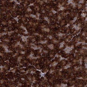 Anti-MINDY3 antibody produced in rabbit 