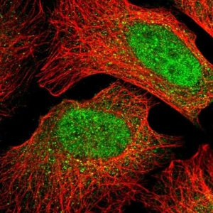 Anti-MIOS antibody produced in rabbit 