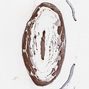 Anti-MIP antibody produced in rabbit 