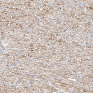 Anti-MIPEP antibody produced in rabbit 