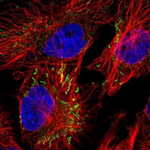 Anti-MIPEP antibody produced in rabbit 