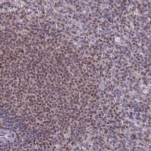 Anti-MIS12 antibody produced in rabbit 
