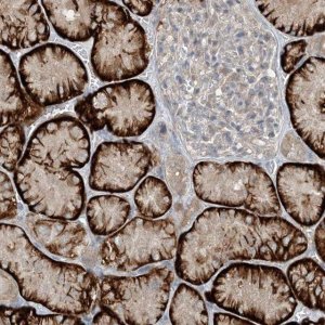 Anti-MITD1 antibody produced in rabbit 