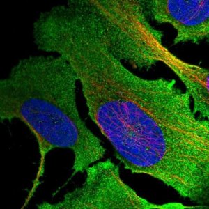 Anti-MKLN1 antibody produced in rabbit 
