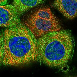 Anti-MKRN3 antibody produced in rabbit 