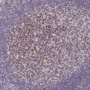 Anti-MLH1 antibody produced in rabbit 