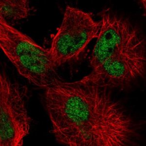 Anti-MLH1 antibody produced in rabbit 