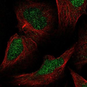 Anti-MLH3 antibody produced in rabbit 
