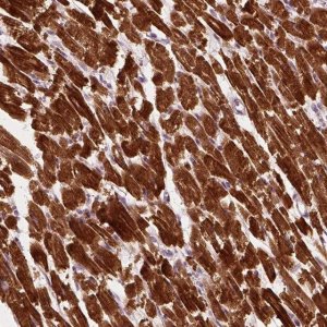 Anti-MLIP antibody produced in rabbit 