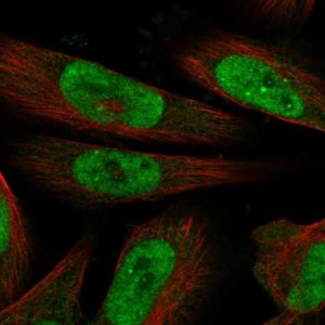Anti-MLLT1 antibody produced in rabbit 