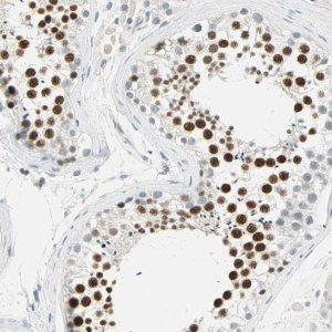 Anti-MLLT10 antibody produced in rabbit 