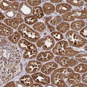 Anti-MLST8 antibody produced in rabbit 