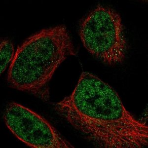 Anti-MLST8 antibody produced in rabbit 