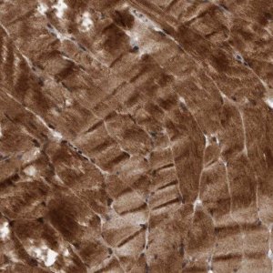 Anti-MLXIP antibody produced in rabbit 