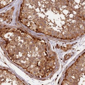 Anti-MMP15 antibody produced in rabbit 