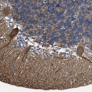 Anti-MMRN2 antibody produced in rabbit 