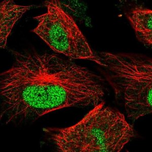 Anti-MMS22L antibody produced in rabbit 