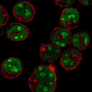 Anti-MNDA antibody produced in rabbit 