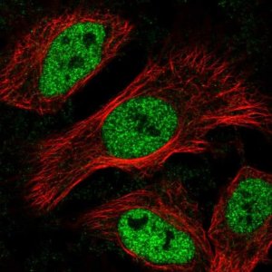 Anti-MNT antibody produced in rabbit 