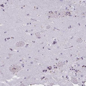 Anti-MOBP antibody produced in rabbit 