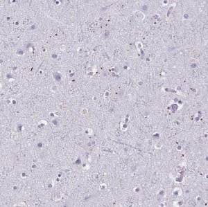 Anti-MOBP antibody produced in rabbit 