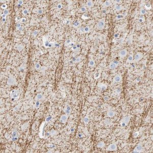 Anti-MOG antibody produced in rabbit 